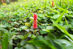 Acalypha pendula