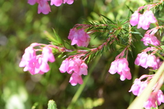 Erica mucronata