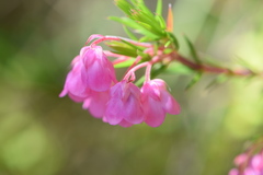 Erica mucronata