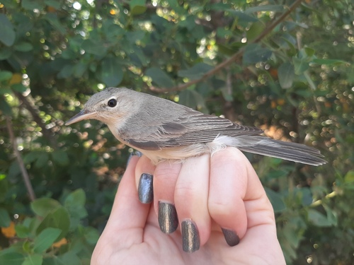 Eastern Olivaceous Warbler