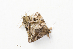 Callopistria phaeogona