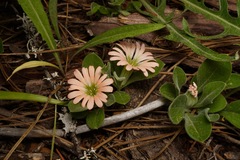 Silene salmonacea