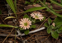 Silene salmonacea