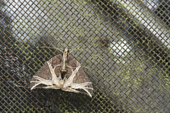 Ecliptopera rectilinea kanshinensis