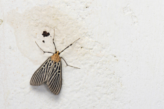 Tyspanodes hypsalis