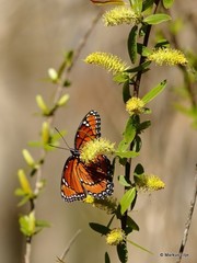 Limenitis archippus floridensis