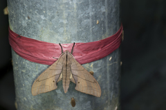 Marumba cristata bukaiana