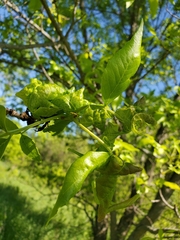 Prociphilus fraxinifolii