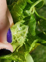 Prociphilus fraxinifolii