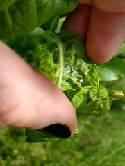 Prociphilus fraxinifolii