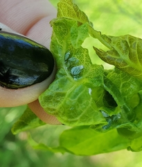 Prociphilus fraxinifolii