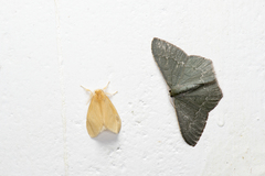 Maxates acutigoniata