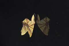 Trotocraspeda divaricata