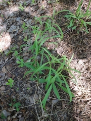 Hieracium umbellatum