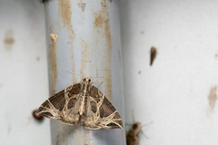 Ecliptopera rectilinea kanshinensis