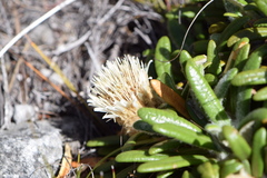 Oldenburgia paradoxa