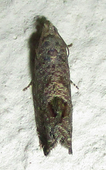 Cryptophlebia peltastica