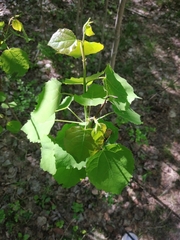 Populus tremula