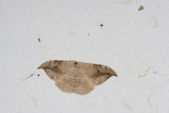 Drepana pallida nigromaculata