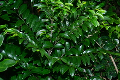 Diospyros kotoensis
