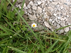 Bellis perennis