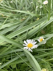 Asteraceae