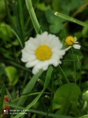 Bellis perennis