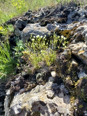 Sabulina dawsonensis