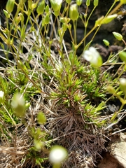 Sabulina dawsonensis