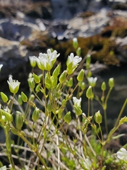 Sabulina dawsonensis