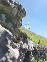 Sabulina dawsonensis