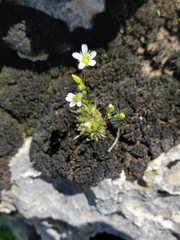 Sabulina dawsonensis