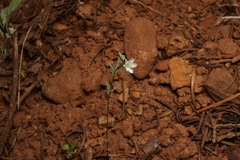 Hesperolinon micranthum