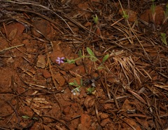 Allophyllum divaricatum