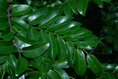 Diospyros kotoensis