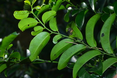 Diospyros kotoensis