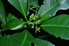 Psychotria manillensis