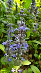 Ajuga reptans