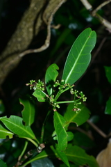 Psychotria manillensis