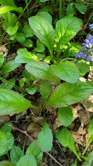 Ajuga reptans