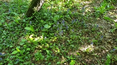 Ajuga reptans