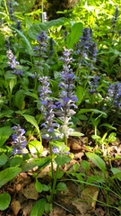 Ajuga reptans