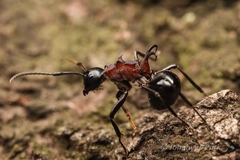 Polyrhachis lamellidens