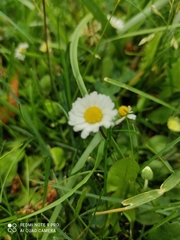 Bellis perennis