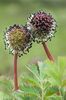 Greater Burnet - Photo (c) Kevin Schafer, some rights reserved (CC BY-NC-ND), uploaded by Kevin Schafer