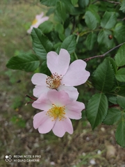 Rosa canina