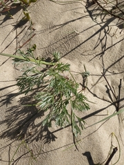 Artemisia campestris