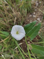 Convolvulus arvensis