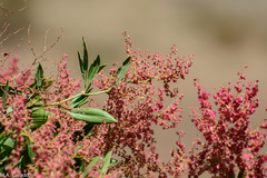 Rumex nervosus