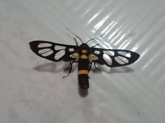 Amata sperbius